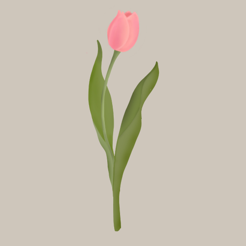 Ilustración de un tulipan